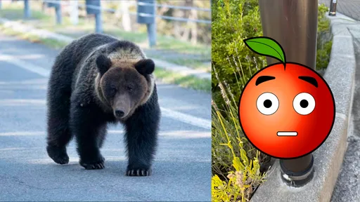 看是要烤还是煮火锅！熊出没别紧张　日本人「直接吃了」