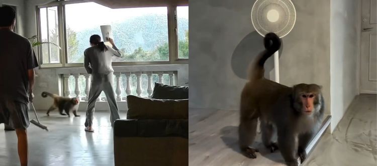 猴子開窗闖進家裡！袁艾菲夫妻嚇傻　人猴大戰畫面曝光
