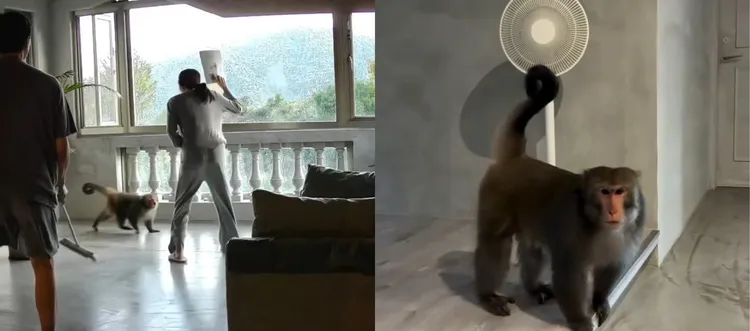 猴子熟門熟路出現在窗邊，大剌剌闖進屋內。翻攝袁艾菲臉書