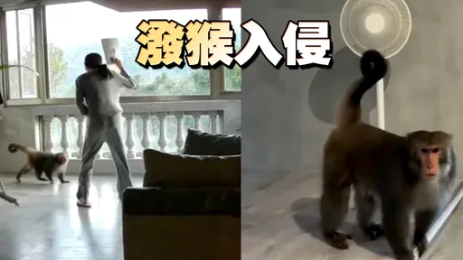 猴子開窗闖進家裡！袁艾菲夫妻嚇傻　人猴大戰畫面曝光