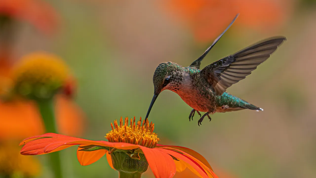不到3公分！美男自曝「迷你鸟」　为这事想获认证世界最短