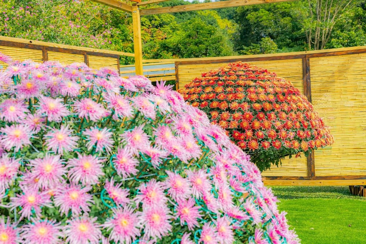 士林官邸菊展狂吸45萬遊客!明送200盆花 免費帶回家