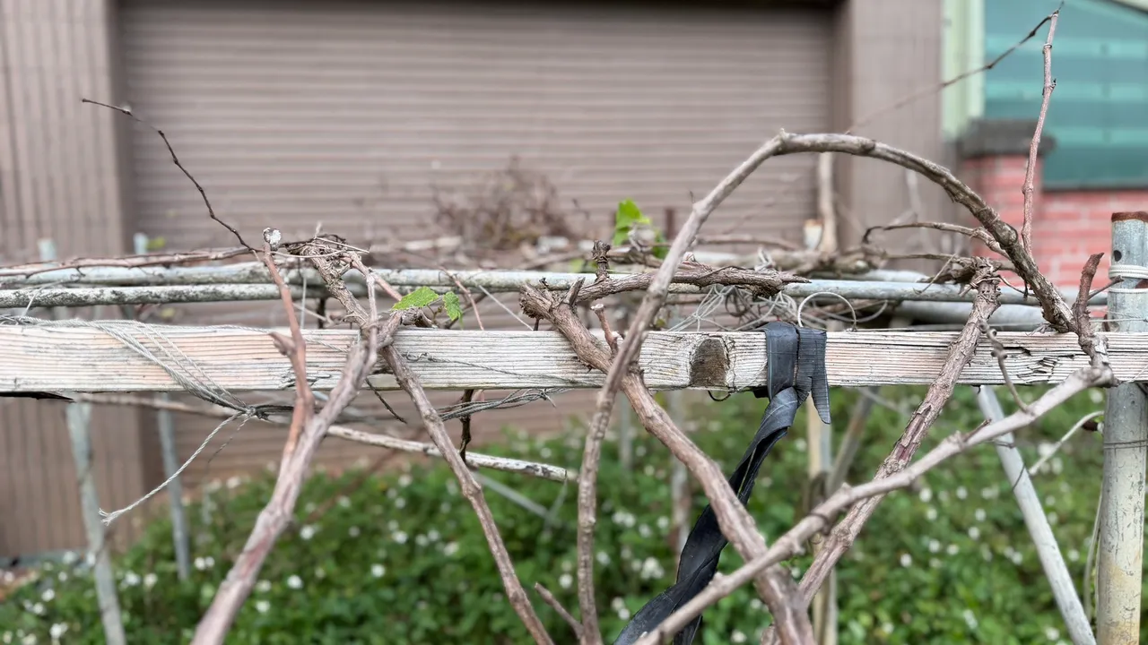 叶嫌菜园的丝瓜棚架目前冬天已没有生长，而且离死者菜园至少有50公尺距离，为何两人会有纠葛，连住户也搞不清楚。曾佳俊摄