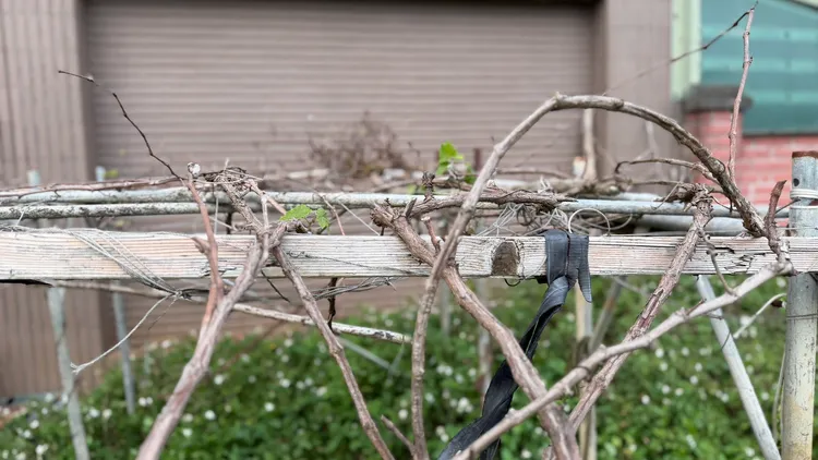 葉嫌菜園的絲瓜棚架目前冬天已沒有生長，而且離死者菜園至少有50公尺距離，為何兩人會有糾葛，連住戶也搞不清楚。曾佳俊攝