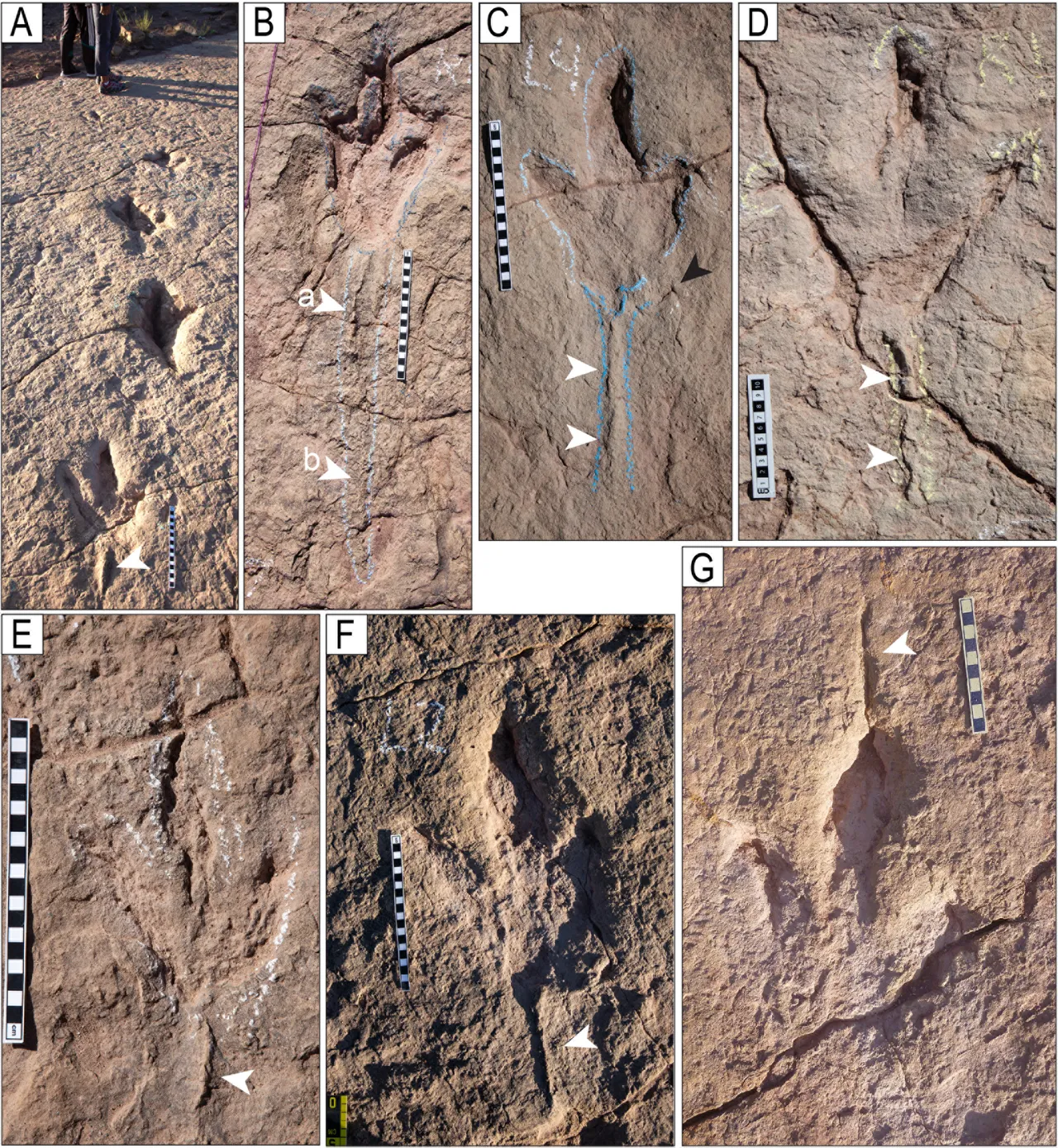 考古学家在玻利维亚发现全球最大的恐龙足迹群。PLOS One paper