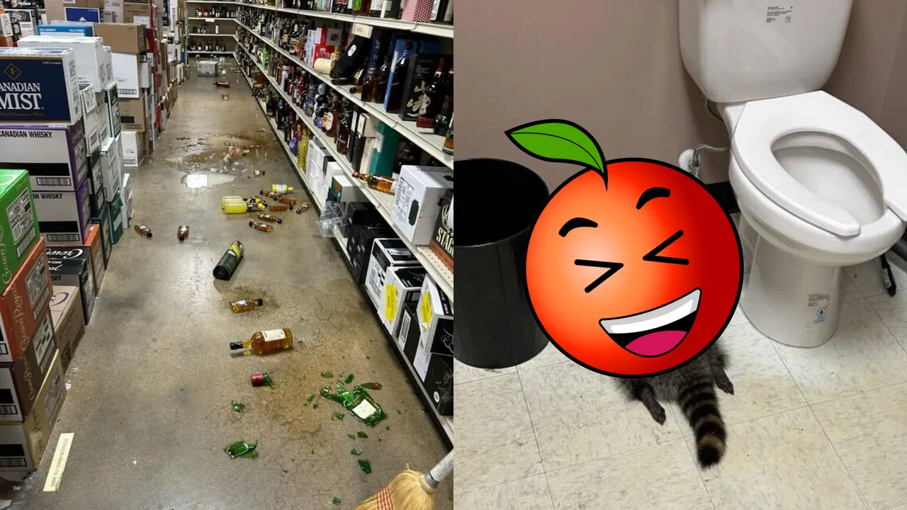 小浣熊暴走进酒店　喝嗨成「醉后大丈夫」