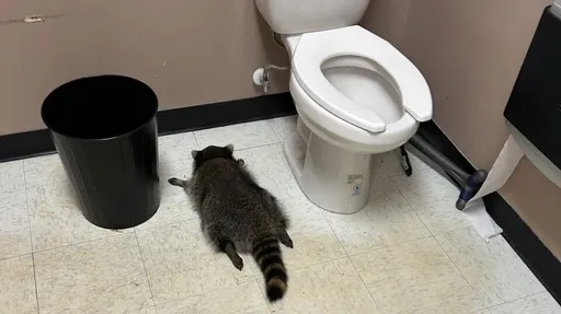 小浣熊暴走進酒店　喝嗨成「醉後大丈夫」