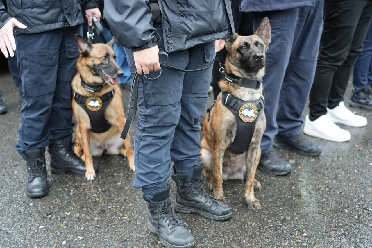 新北市警察局支援的侦爆警犬将于晚会现场执勤。彭欣伟摄