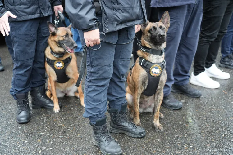 新北市警察局支援的偵爆警犬將於晚會現場執勤。彭欣偉攝