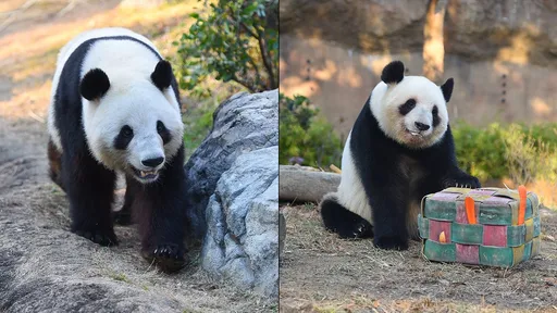 「同樣是熊」命運大不同　東京人排隊送別大熊貓