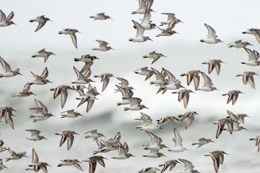 竹市水鸟季开幕！　金城湖喜迎冬候鸟