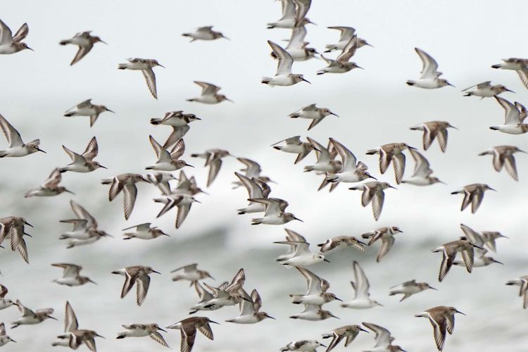 竹市水鳥季開幕! 金城湖喜迎冬候鳥