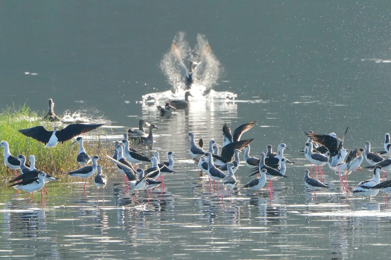 高跷鸻。新竹市府提供