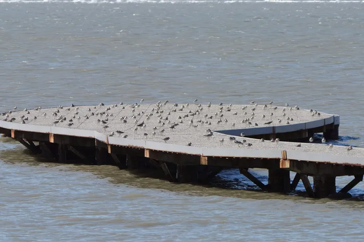香山濕地賞蟹步道成為候鳥停棲地。新竹市府提供