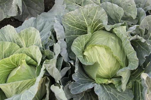 台灣高麗菜出口新加坡　向世界分享鮮甜好滋味