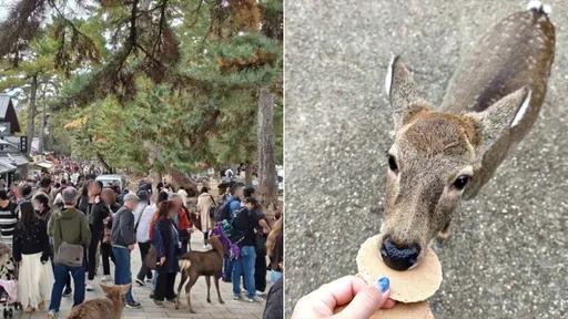 日本奈良遊客變少了嗎？　預估中國抵制真正衝擊明年春才開始