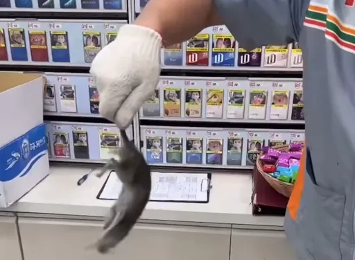 獨家爆料｜超商店員技能+1　空手抓老鼠裝箱處理　友人嚇呆「我好怕」
