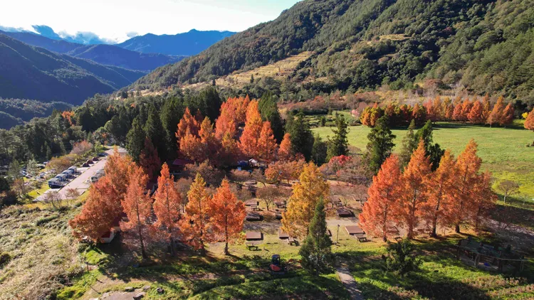 武陵農場與福壽山農場已陸續看得到楓紅，預期將吸引大批遊客前往賞楓，圖為武陵農場。業者提供