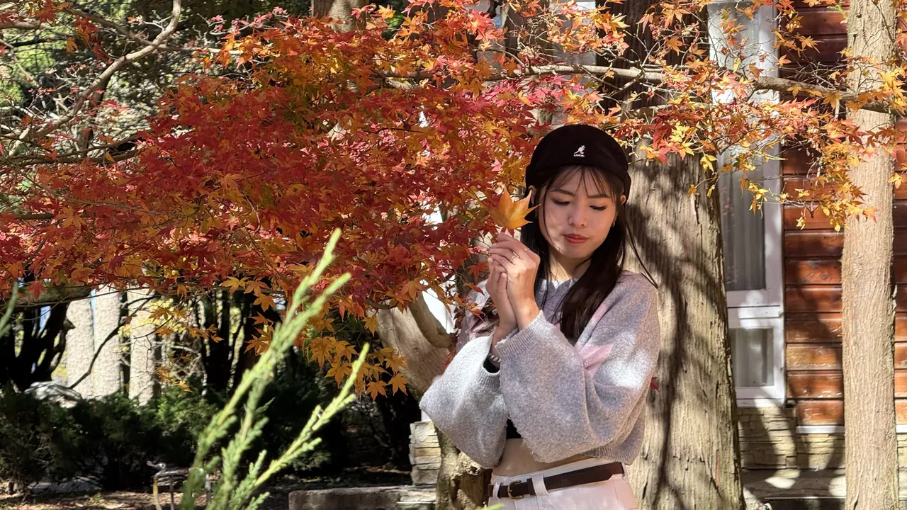 福寿山农场松庐的枫叶陆续转红，不少游客到此欣赏枫叶美景。业者提供