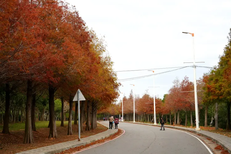 麗寶樂園渡假區景點落羽松大道轉紅，期間限定美景免費入場。麗寶提供