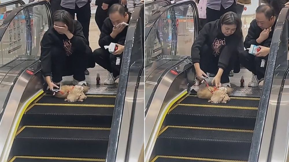 狗狗搭電扶梯被當場夾死 飼主痛哭!網批:就是你們害死的