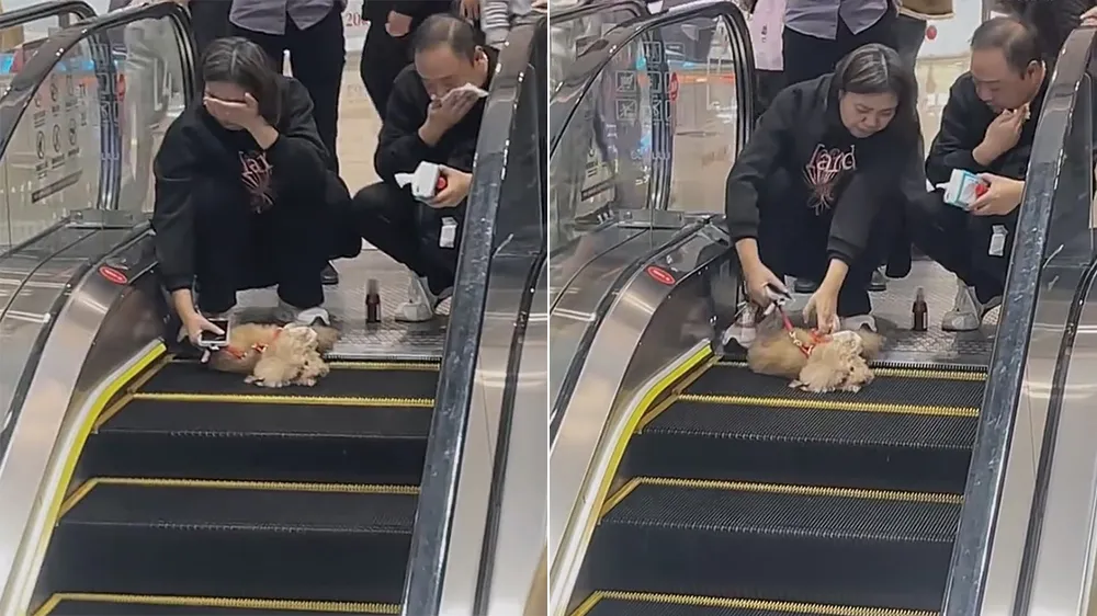 狗狗搭电扶梯被当场夹死　饲主痛哭！网批：就是你们害死的