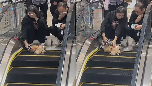 狗狗搭电扶梯被当场夹死　饲主痛哭！网批：就是你们害死的
