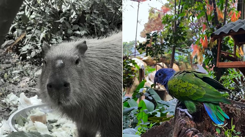 人類放煙火害動物4死 水豚流產一屍兩命、狗狗嚇到跳8樓亡