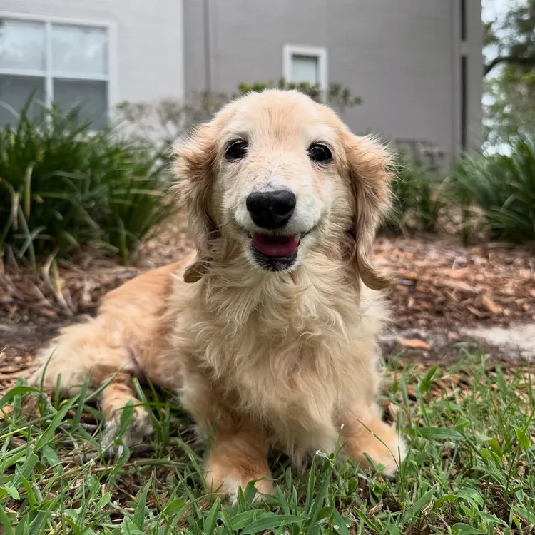 笑口常開的貝拉。翻攝自IG Buddy, Bella & Birdie