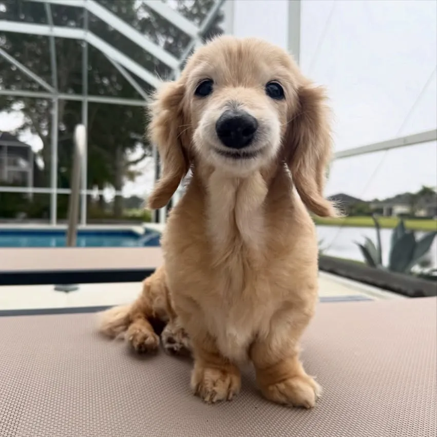 贝拉被封为全世界最爱笑狗狗。翻摄自IG Buddy, Bella & Birdie