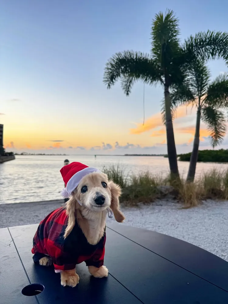 貝拉療育無數網友。翻攝自IG Buddy, Bella & Birdie