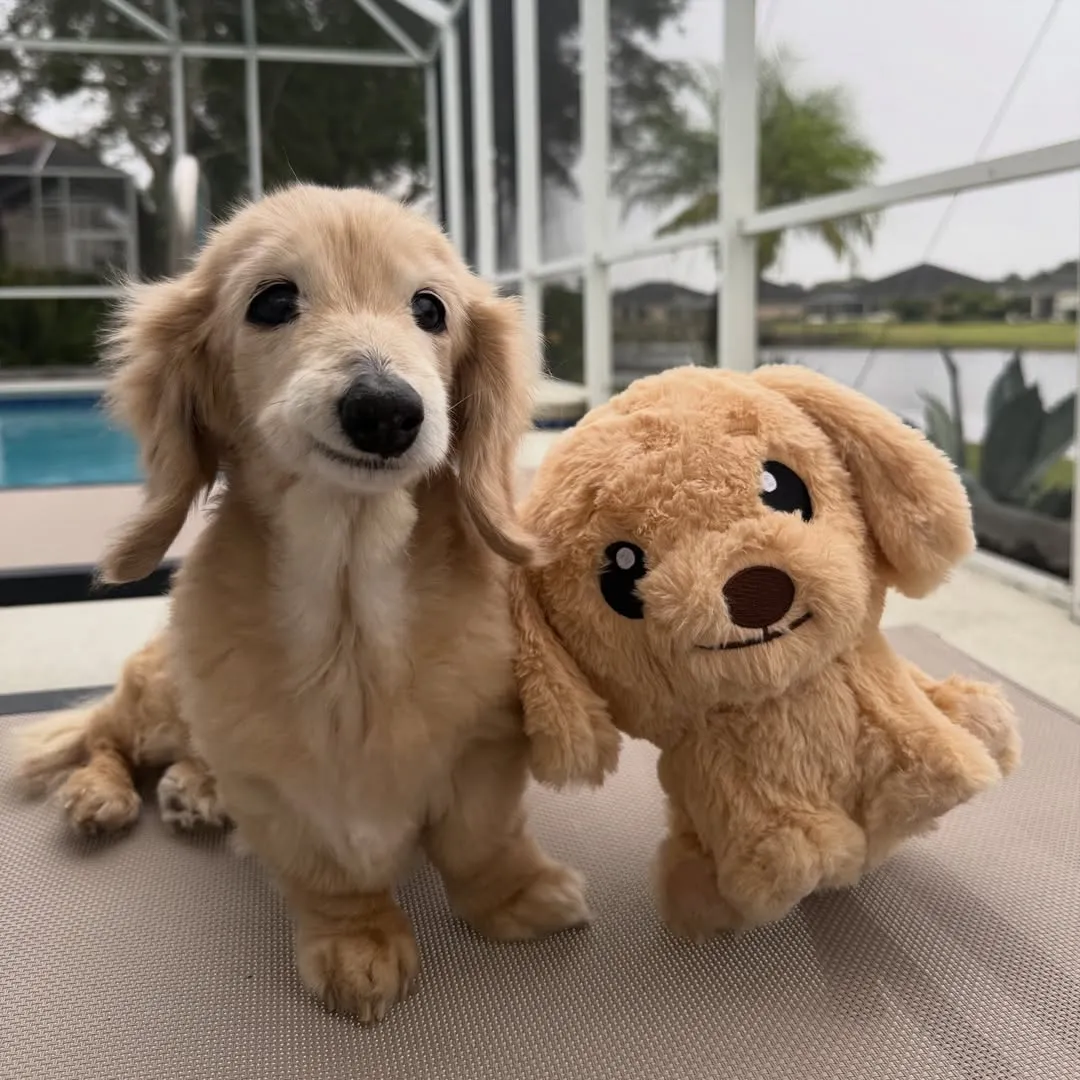 贝拉因为缺牙而爱笑。翻摄自IG Buddy, Bella & Birdie