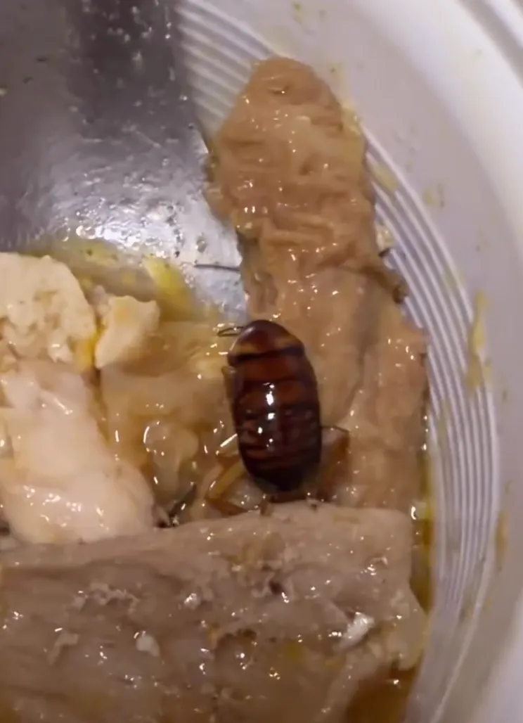 有网友到林聪明沙锅鱼头外带回家吃到一半，发现餐点中出现一只大蟑螂。翻摄自threads影片
