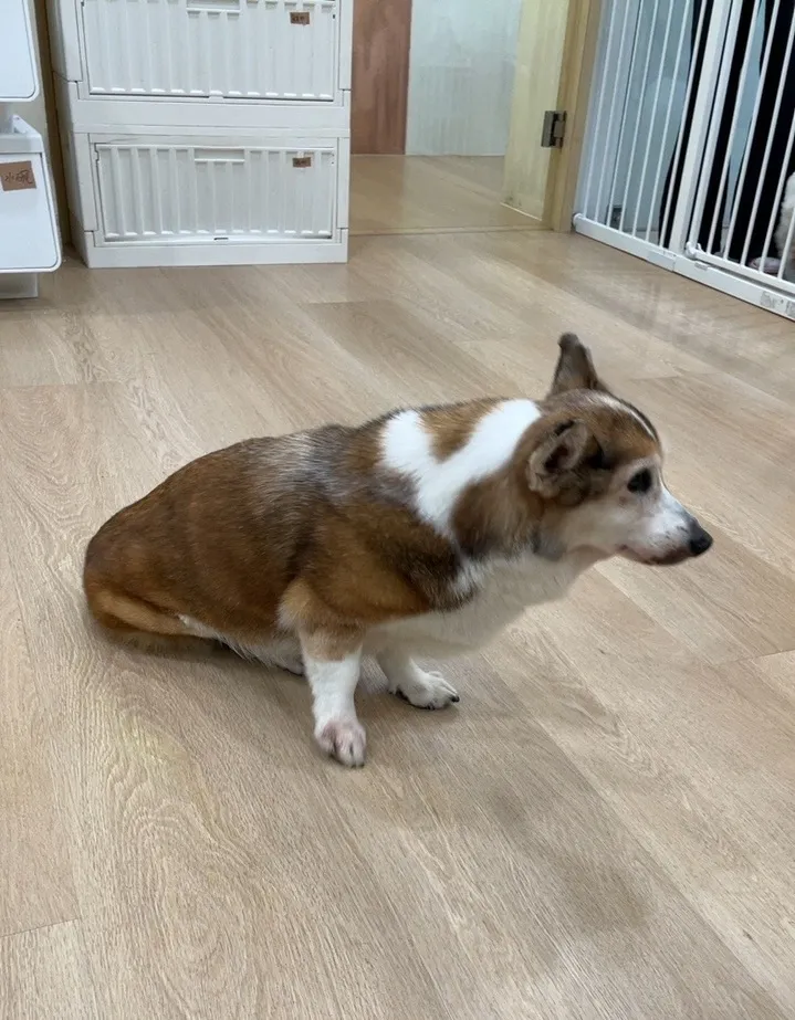 施虐的飼主最重可被處7萬5000元罰鍰。台北市動保處提供