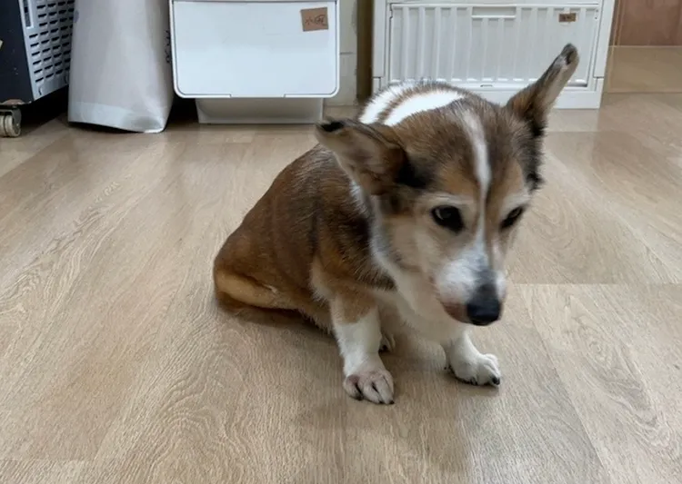 受虐柯基犬已由动保处送往动物医院安置。台北市动保处提供