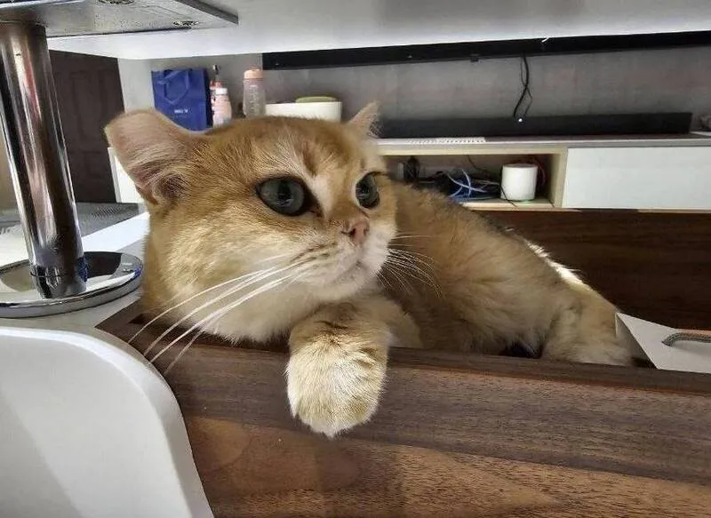 10只品种猫有2只体弱病亡，还剩下8只在动物之家待了一年。嘉义分署提供