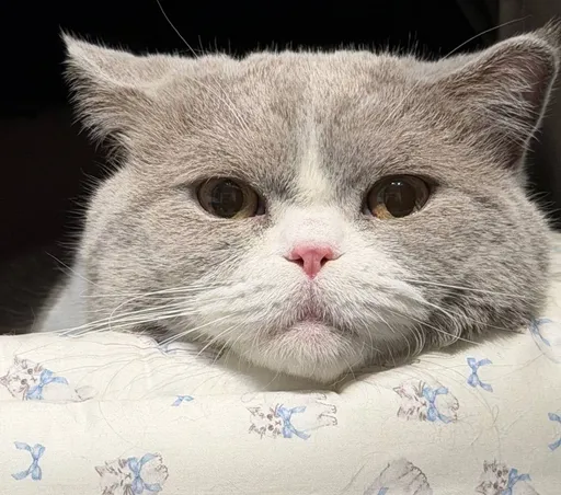 偷渡品種貓罰50萬不繳男存款被扣　8隻貓咪沒事...找到鏟屎官了