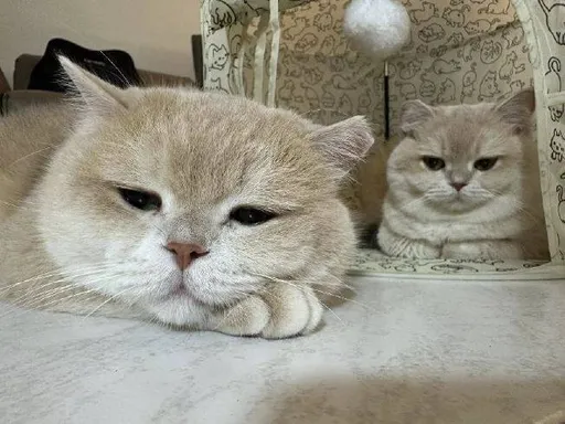 偷渡品種貓罰50萬不繳男存款被扣　8隻貓咪沒事...找到鏟屎官了