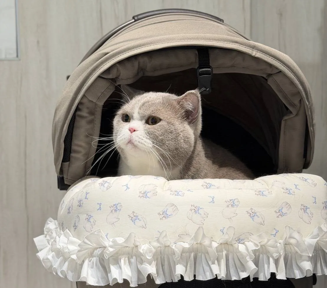 10只品种猫有2只体弱病亡，还剩下8只在动物之家待了一年。示意图非当事猫、嘉义分署提供