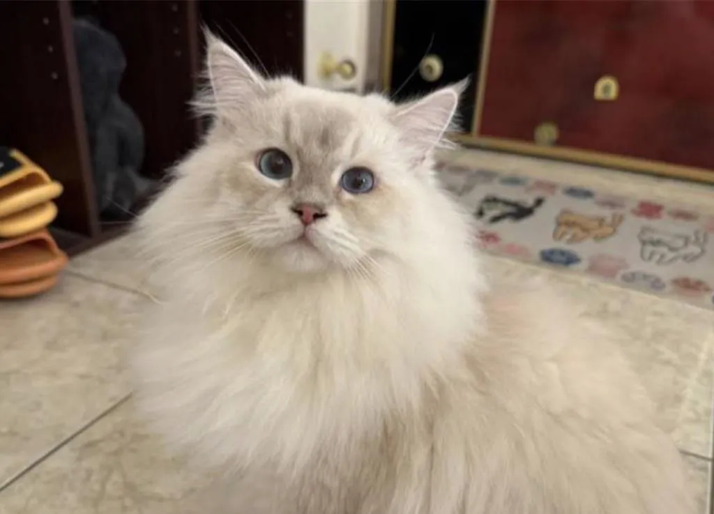 8只猫咪确认未染病，打完疫苗后全部送养成功。嘉义分署提供