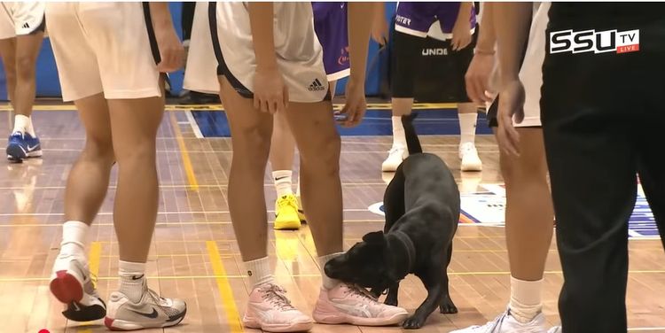 UBA亂入進球場黑狗有感人故事　曾被橡皮筋套頸正等待認養中