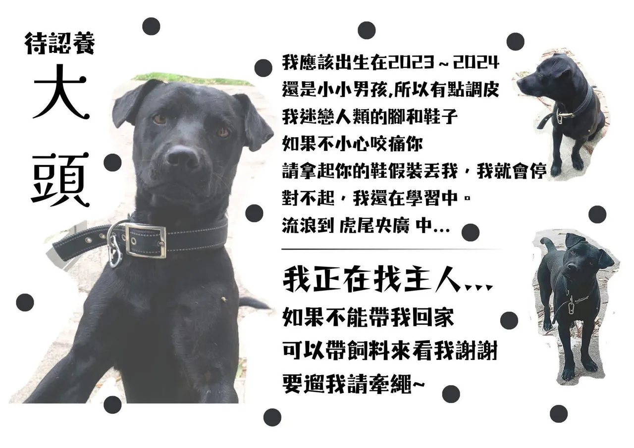 闖入球場的黑狗身世曝光，正等待領養中。翻攝自threads