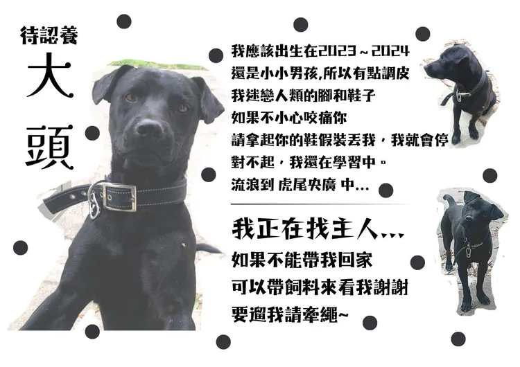 闖入球場的黑狗身世曝光，正等待領養中。翻攝自threads