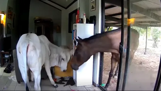 顽皮狗开门「引狼入室」　牛马闯住宅大闹客厅