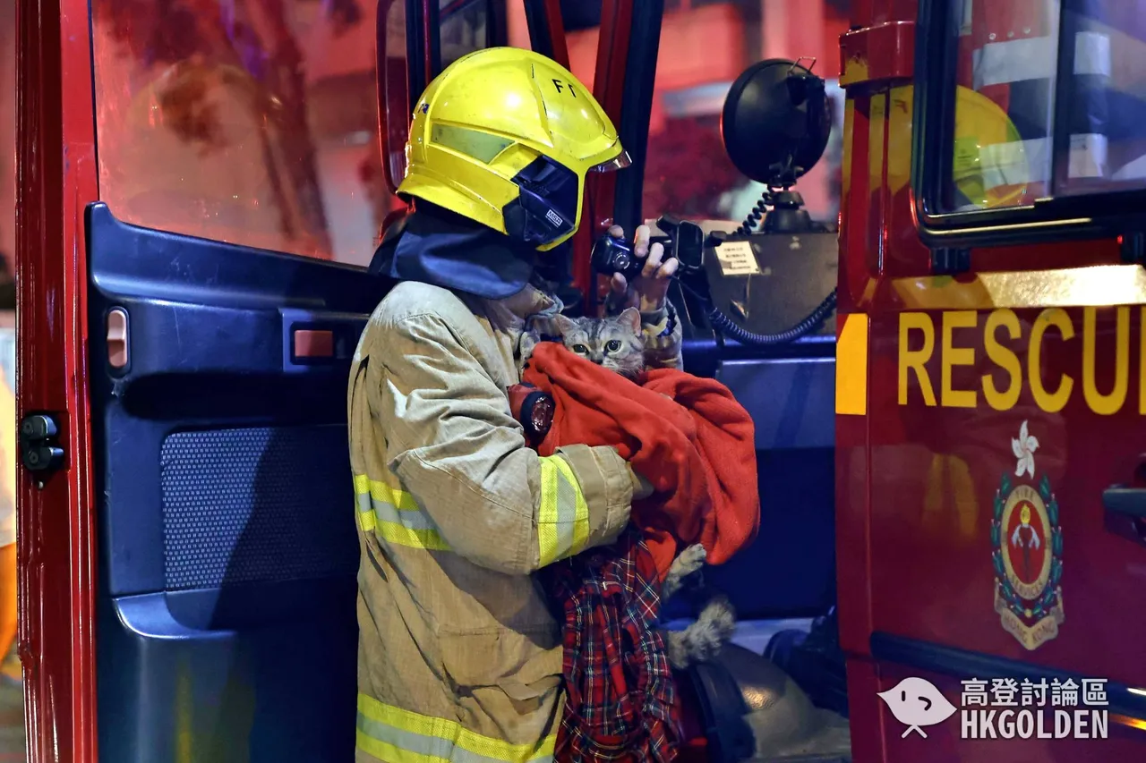 香港消防员于火场救出受困小猫。翻摄香港高登讨论区