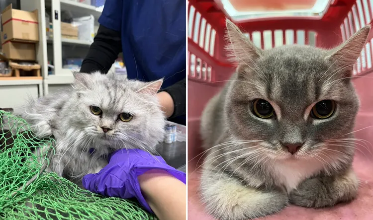 彰化县政府没入的41只品种猫，将于`12/12起分两梯次开放认养，不乏英短、布偶、曼赤肯等知名品种。县府提供