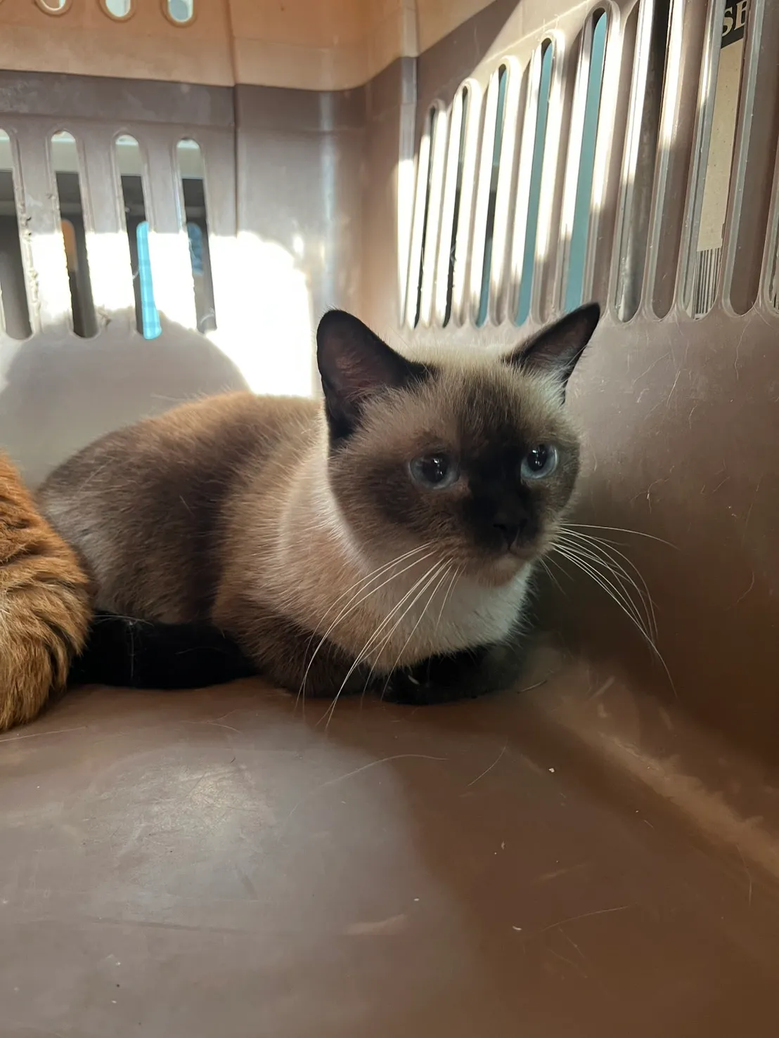 列入被认养的品种猫。县府提供