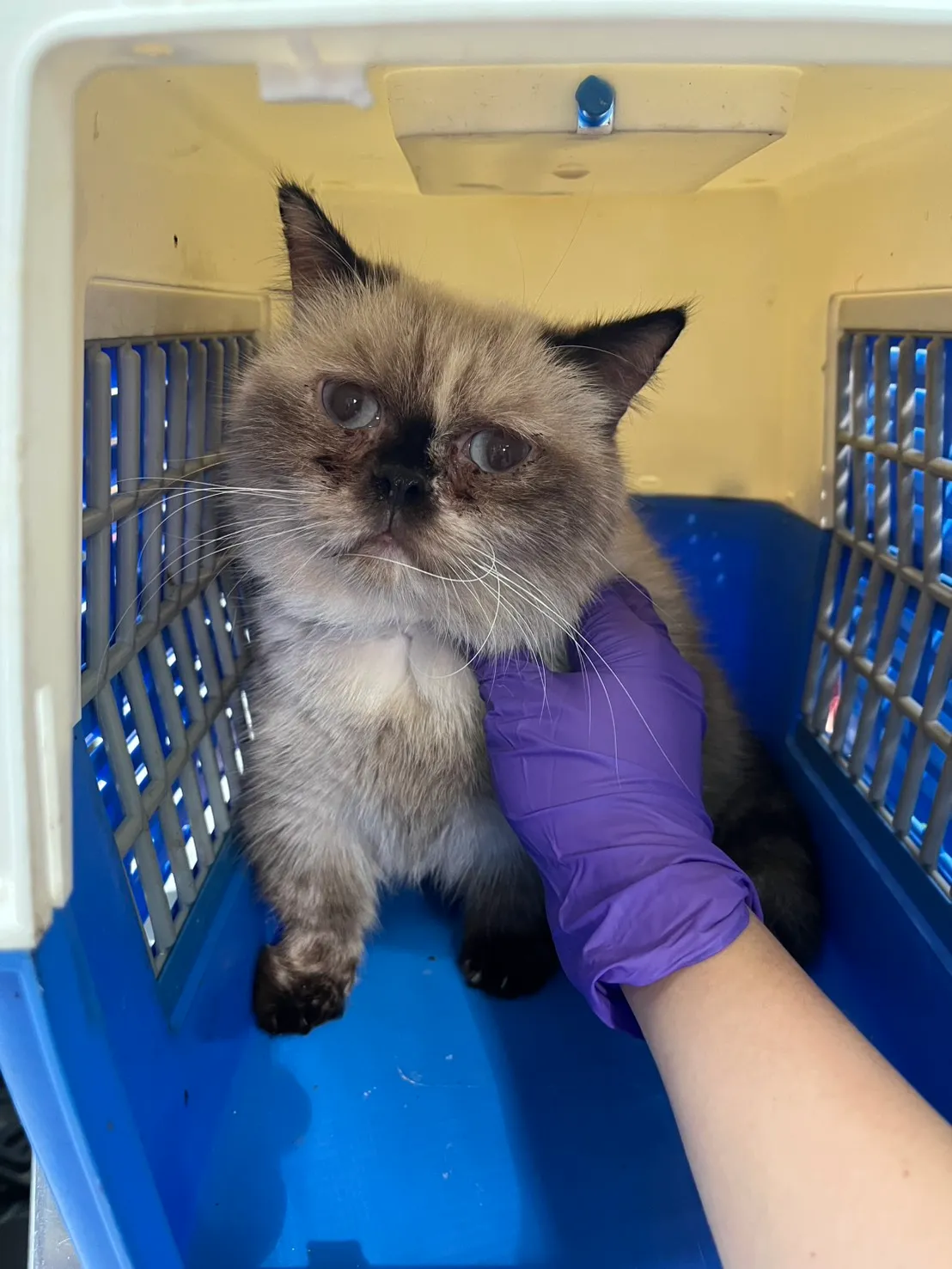 列入被认养的品种猫。县府提供