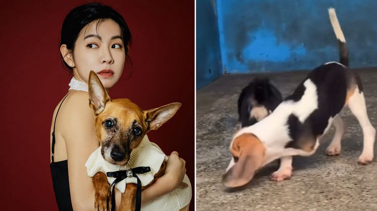 米可白心疼非法繁殖受害狗狗第1天就被棄養！呼籲別再二次傷害