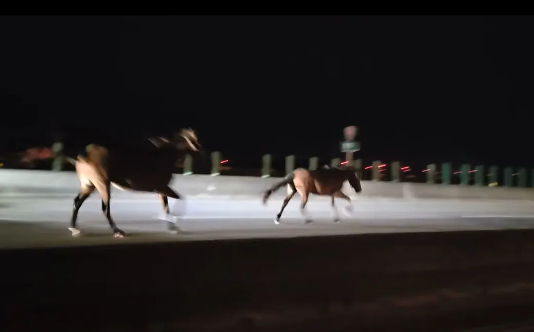 2匹马西滨狂奔！驾驶闪不及撞上「马死人伤」血溅满地